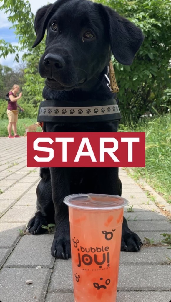 Mały czarny labrador w szelkach siedzi na chodniku, a przed nim kubek z czerwonym napojem Bubble Joy. Po środku zdjęcia biały napis "start" na czerwonym tle.